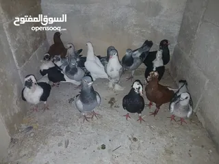  20 كوم كامل للبيع  دينارين ونص الحبه زق وكش الفحول كلها كش