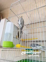  16 ببغاء كوكتيل ذكر وانثى مع قفص كبير