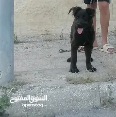  1 نبدأ بصلاه على نبي كلب جيرمن بلاك للحراسه للبيع وسعر روعه فقط بب 69 Jd وقابل للتفاوض