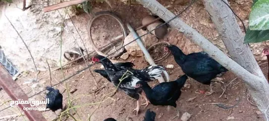  1 صيصان باكستاني وبراهمي ولبرجيني  + متوفر بيض من جميع الانواع ماركا الجنوبيه