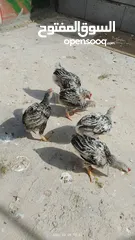 3 افراخ دجاج ((عدد  6 ))