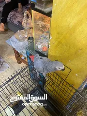  5 موجود كاسكو متكلم واليف بيطلع عاليد وبحب يلعب