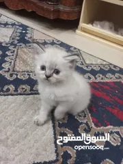  3 قطط للبيع عمر شهرين