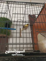  2 عصافير كنار لا بيع او بدل