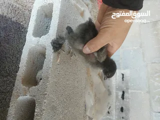  3 دجاج البراهمه الكوشن العملاق مستوا عالي جدا متواجد