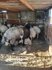 7 فحل صقري صلاة النبي  ثني