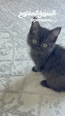  1 قطه سكوتش لونق Scottish long hair kitten