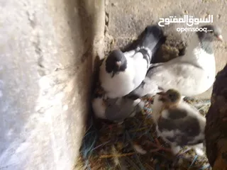  3 حمام للبيع