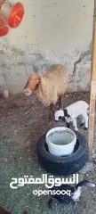  6 نعجه للبيع وراها عابوك عمان جاوا