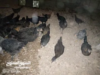  4 فراخ للبيع