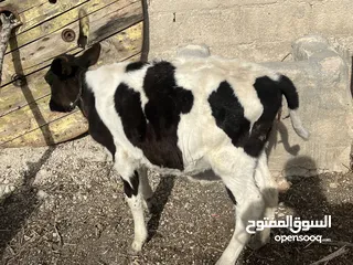  2 عجله بصلاه على النبي