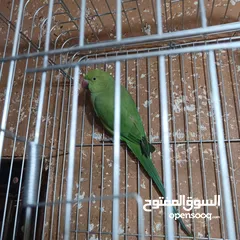  2 ببغاء دره أليف بحكي كلمه كوكي ببغاء هادي جدا مابطلع اصوات مزعجه