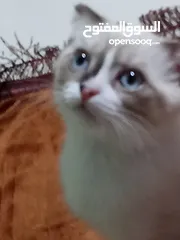  13 قط سكوتش فولد للبيع