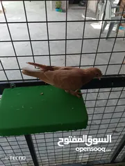  5 جوز مكاوي فراخ