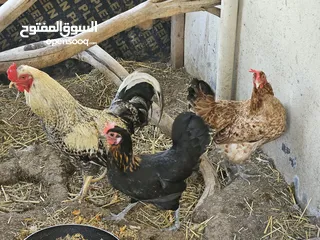  1 دجاج عماني وديك