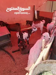  1 جديان لحم عدد 8