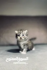  3 قطط هيمالايا