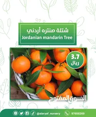  11 شتلات وأشجار البرتقال والحمضيات من مشتل الأرياف  أسعار منافسة نارنگی /  میندر کا درخت orange tree