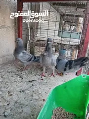  3 جواز الكوم عل 13 اجوز القطع كل اشي بسعرو