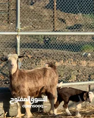  2 شاه جبالية تحتها بنتها