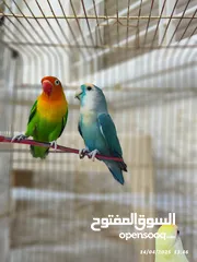  6 بسم الله تبارك الرحمن فحل فيشر مع جوز روز الأنثى الصفراء اليفه ركززز معي صحه نظاااافه صلاه النبي