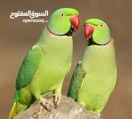  3 فراخ درة فخر الإنتاج الأردني سوبر جامبو نخب أول تابع الوصف عرض خاص جدا تم التخفيض من 65 إلى 55