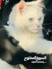  4 قطة شيرازي مميزه للبيع عيون زرق الخليل