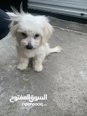  2 كلب للبيع مكاني بغداد حي العامل