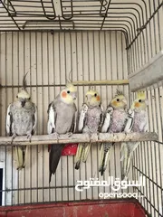 7 فراخ كوكتيل عمر اقل من شهرين وفراخ زق يدوي