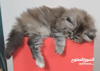  2 سكوتش بيور 100%