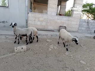  4 خرفان أضاحي قبرصي للبيع