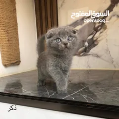  1 كيتين بلو سكوتشات