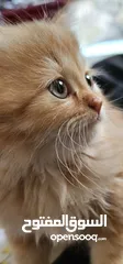  4 Persian Kittens  