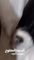  7 قطة هملايا انثى لتزاوج عمرها سنة