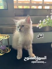  4 اربع قطط مكس هملايا وشيرازي انغورا للبيع :)