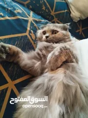  4 Scottish fold long hair 1 and half year old  Male