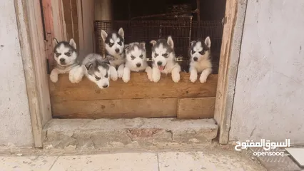  3 جراوي  هاسكي