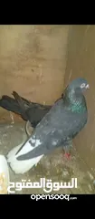  4 جوز بواز ابيض بطاردن علا بيض جوز نوري اسود قاعد علا بيض جوز ذبابنه بطارد علا بيض جوز وقواق قاعد علا