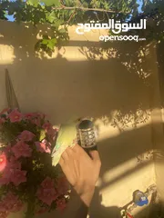  1 أنثى روز أليفه للبيع