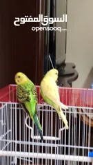  2 جوز بادجي أسترالي مميز للبيع