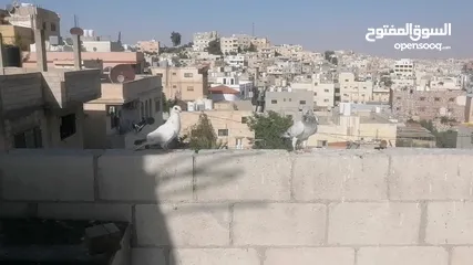  6 حمام للبيع الكوم كامل