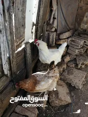  5 بسم الله الرحمن الرحيم متوفر دجاج مشكل نخب إقراء الوصف