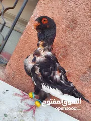  2 مسود اسود +طيرة يهودية سودة بسعر حرق