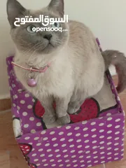  19 قطه كتنز كتن   و بطه عدد 3 بطات   و سلاحف بريه و قطة سيامي كبيره منتجه  تربيه منزليه لقطه كوم هامستر