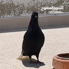  3 نوري اسود جميل