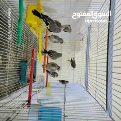  2 فراخ حسون بلديات بسعر مناسب