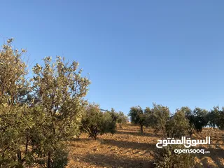  21 فرصة استثمارية لا تعوض ارض 14 دونم مع ملعب قدم خماسي باعلى المواصفات ، مرافق وصاله كبيره وتراس خارجي