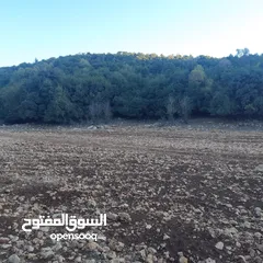  2 ارض للبيع في عجلون منطقة عفنا السوس