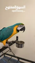  1 macaw  3 years old