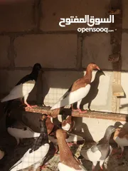  4 فراخ يهوديات 16 حبه جميع الألوان مفطومات جاهزات للجرد